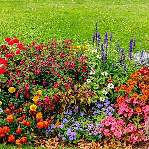 Voorjaarsmix vaste planten GM P9