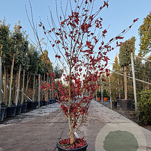 Acer pal. 'Osakazuki' 150-175 cm 20L meerstammig