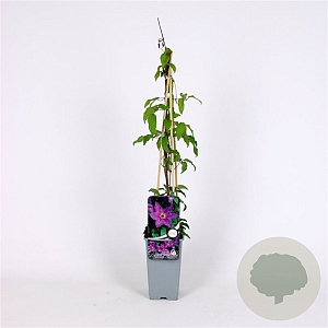 Clematis 'Kathleen Dunford' 70 cm 2,0L