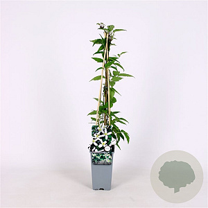 Clematis mont. wilsonii 70 cm 2,0L