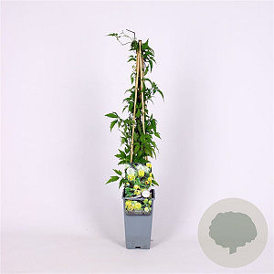 Clematis orientalis 70 cm 2,0L