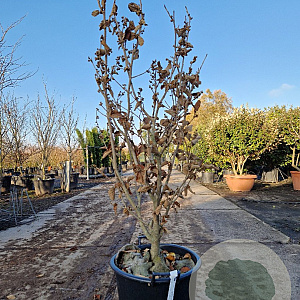 Hamamelis int. 'Orange Peel' 100-125 cm 30L