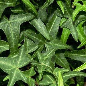 Hedera hel. 'Sagittifolia' 60-80 cm 2,0L met stok