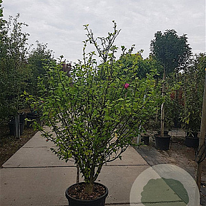 Hibiscus syr. Pink Giant 175-200 cm container meerstammig