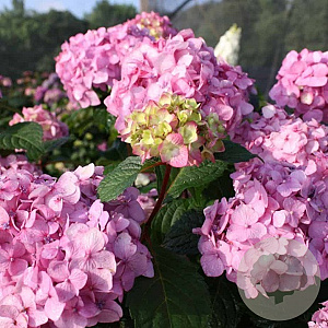 Hydrangea m. 'Endl. Sum.' - roze GM C3