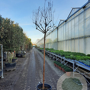 Lagerstroemia indica 180 cm stam container 10-12 hoge lei