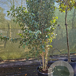 Ligustrum japonicum 200-250 cm container meerstammig extra