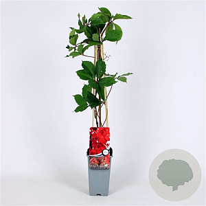 Parthenocissus q. 'Troki' 70 cm 2,0L