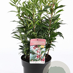 Sarcococca h. Winter Gem 30-40 cm 5,0L