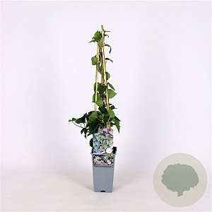 Schizophragma hyd. 'Moonlight' 70 cm 2,0L