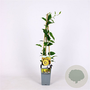 Actinidia deliciosa 'Golden Kiwi' * 70 cm 2,0L