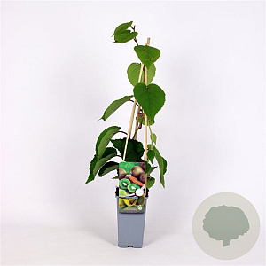 Actinidia deliciosa 'Solo' 70 cm 2,0L