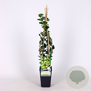 Ribes u.-c. 'Invicta' 70 cm 2,0L