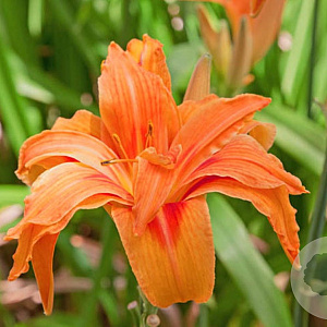 Hemerocallis fulva 'Flore Pleno' GM P9
