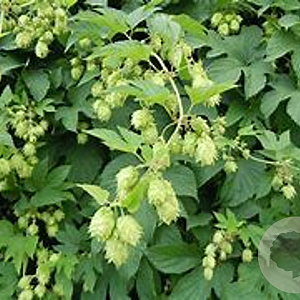 Humulus l. 'Hersbrucker' GM 2,0L