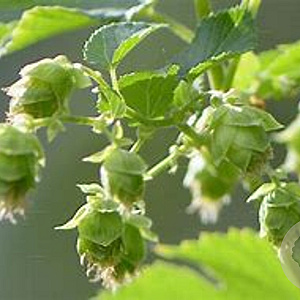 Humulus l. 'Pilgrim' GM 2,0L