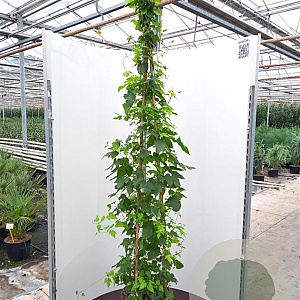 Humulus l. Prima Donna GM 2,0L