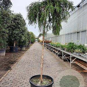 Metasequoia gl. 'Miss Grace' 200 cm stam container 14-16 hoge lei