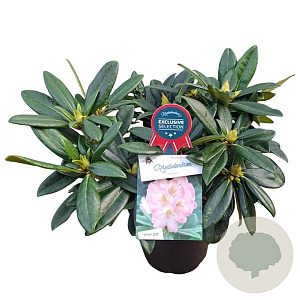 Rhododendron 'Brigitte' 30-40 cm 5,0L struik