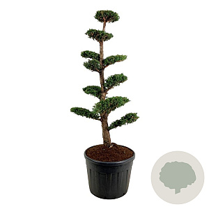 Juniperus chin. 'Monarch' 150-175 cm cont. 130L bonsai