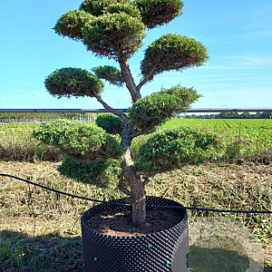 Juniperus virg. 'Hetz' 150-175 cm cont. 500L bonsai
