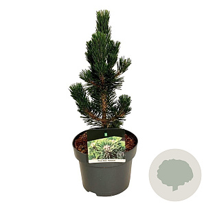 Pinus thunbergii 'Kotobuki' 30-40 cm 4,5L