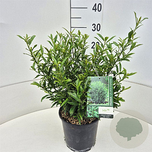 Prunus l. Sofia 25-30 cm 4,0L