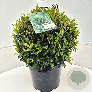 Prunus l. Sofia 30-35 cm 10L bol