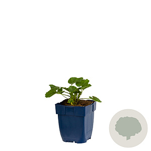 Lapageria rosea GM  P11