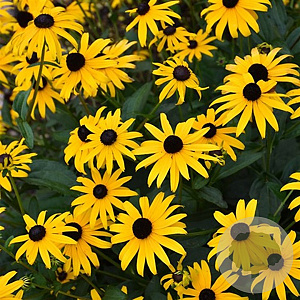 Rudbeckia f. 'American Gold Rush' GM  P11