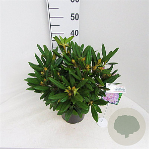 Rhododendron yakushimanum Caroline Allbrook' 30 cm 5,0L
