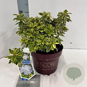 Rhododendron Enc.Autumn Moonstruck 25-30 cm 3,0L