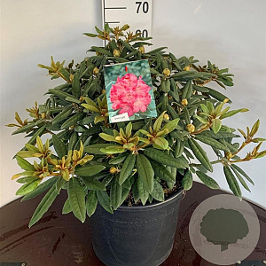 Rhododendron (Y) 'Hydon Hunter' 60-80 cm 35L