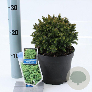 Cryptomeria j. 'Compressa' 20-25 cm 3,0L