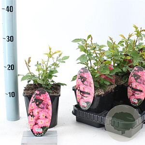 Rosa (H) Pink Blanket 10-15 cm C1.5