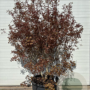 Acer 'Ample Surprise' 150-200 cm container