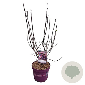 Amelanchier aln. Greatberry Garden 40-50 cm 5,0L