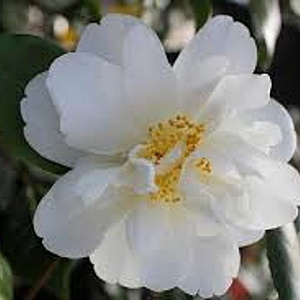 Camellia j. 'Silver Anniversary' 80-100 cm 20L