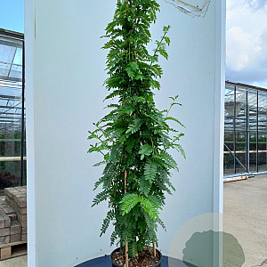 Clianthus puniceus 'Kaka king'# 175-200 cm 20L 3 stok
