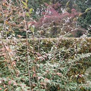 Cotoneaster sal. Willeke 150-175 cm 20L