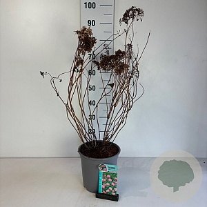 Hydrangea a. 'Pink Percussion' 50-60 cm 6,5L