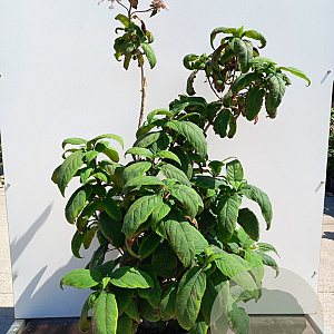 Hydrangea asp. 'Anthony Bullivant' 125-150 cm 20L