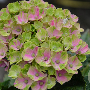 Hydrangea macrophylla 'Magical Amethyst' 50-60 cm 20L