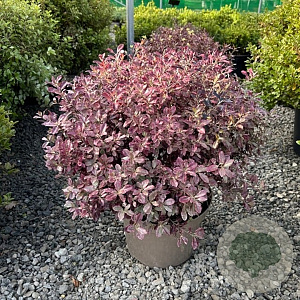Pittosporum ten. Bannow Bay 50-60 cm 20L