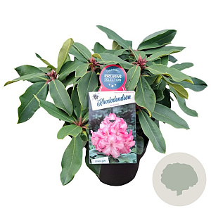 Rhododendron Anastasia 30-40 cm 5,0L struik
