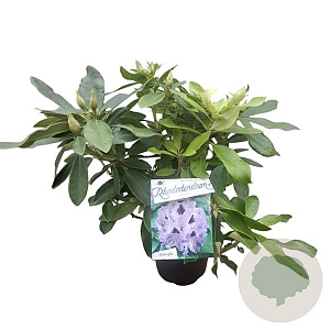 Rhododendron 'Blue Jay' 30-40 cm 5,0L struik
