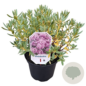 Rhododendron 'Blue Silver' 25-30 cm 3,5L