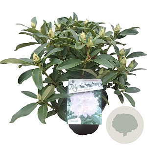 Rhododendron (AC) 'Cunningh. Blush' 30-40 cm 5,0L struik