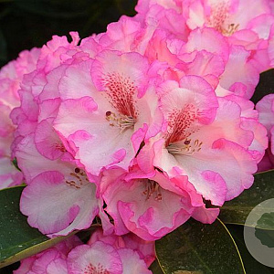 Rhododendron (W) 'Romika' 50-60 cm 10L