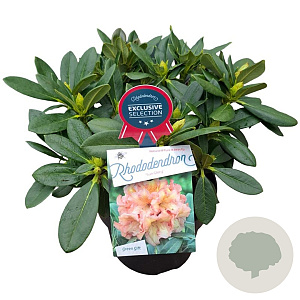 Rhododendron 'Sun Glory' 30-40 cm 5,0L struik